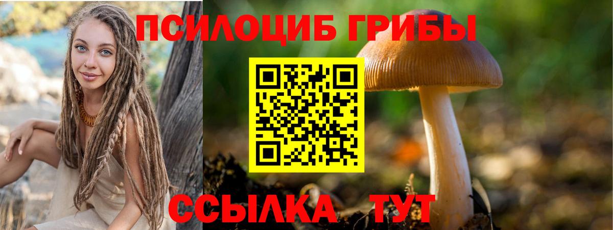 Псилоцибиновые грибы Cubensis Хасавюрт
